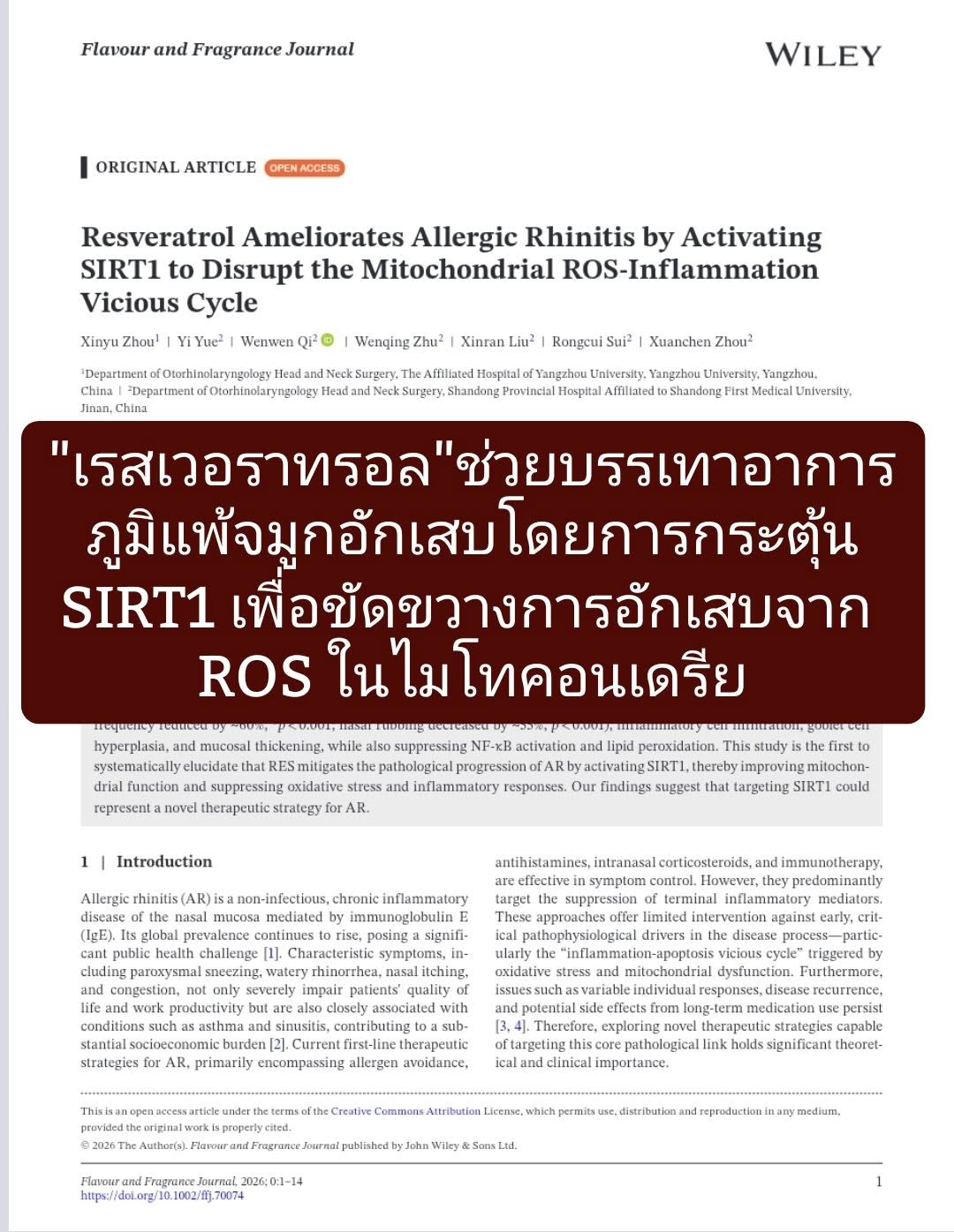 วิจัยเรื่อง "Resveratrol Ameliorates Allergic Rhinitis by Activating SIRT1 to Disrupt the Mitochondrial ROS‐Inflammat...