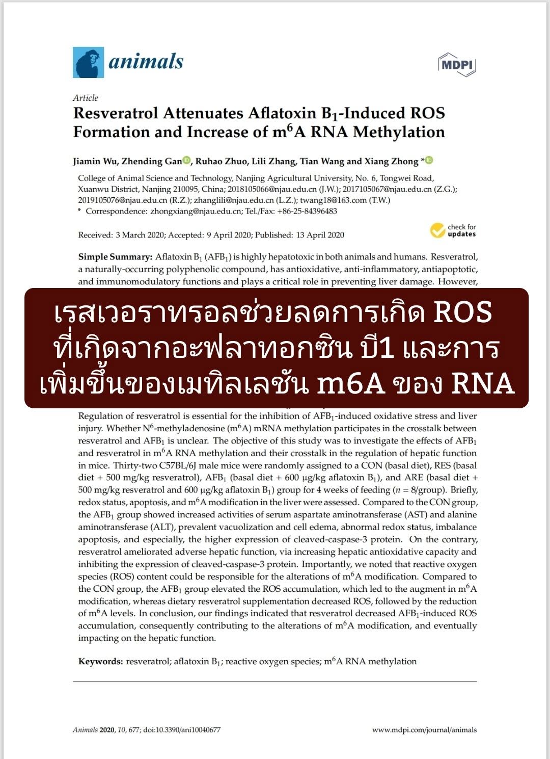 วิจัยเรื่อง "Resveratrol Attenuates Aflatoxin B1-Induced ROS Formation and Increase of m6A RNA Methylation" จากวารสาร...