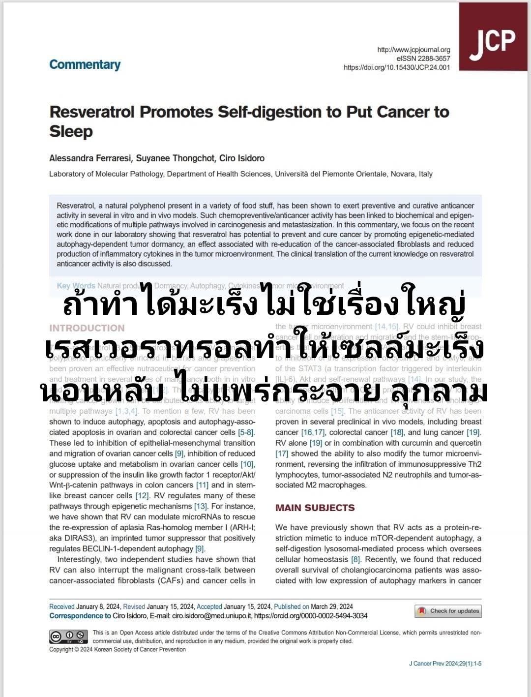 จากบทความเรื่อง “Resveratrol Promotes Self-digestion to Put Cancer to Sleep” ในวารสาร Journal of Cancer Prevention กล...