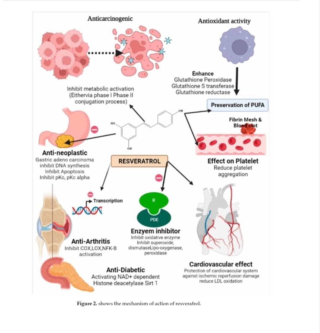 จากภาพเรสเวอราทรอล (Resveratrol) ซึ่งเป็นสารประกอบฟีนอลิกที่พบมากในผิวองุ่นแดงและมัลเบอร์รี่ มีกลไกการออกฤทธิ์ที่หลาก...
