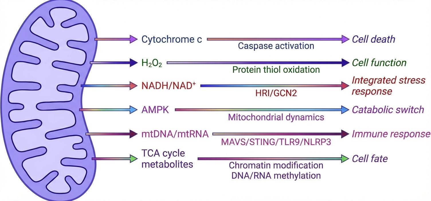 ทำไมนักวิทยาศาสตร์ถึงบอกว่า "God is our mitochondria"