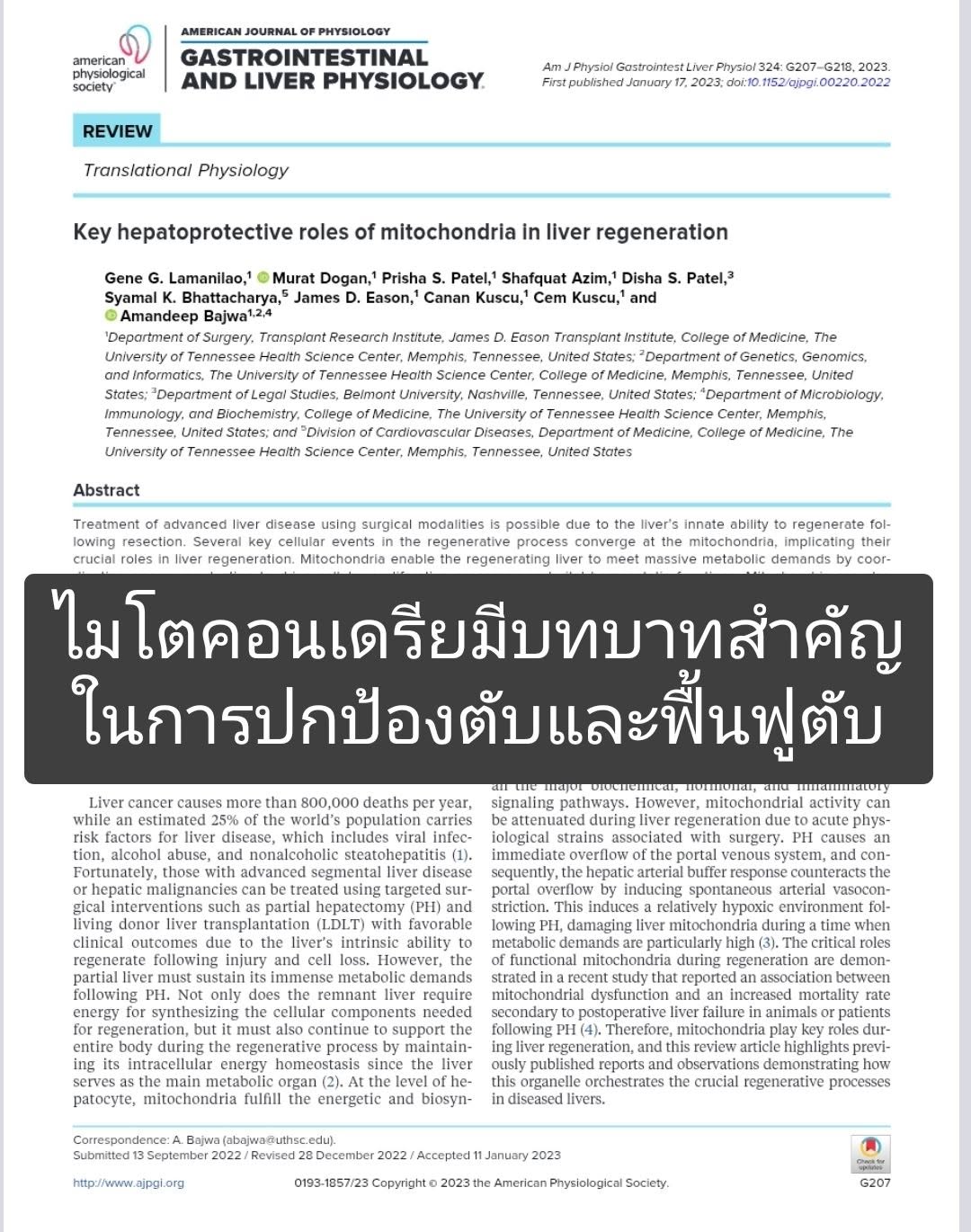 ไมโตคอนเดรียมีบทบาทสำคัญในการปกป้องตับและฟื้นฟูตับ