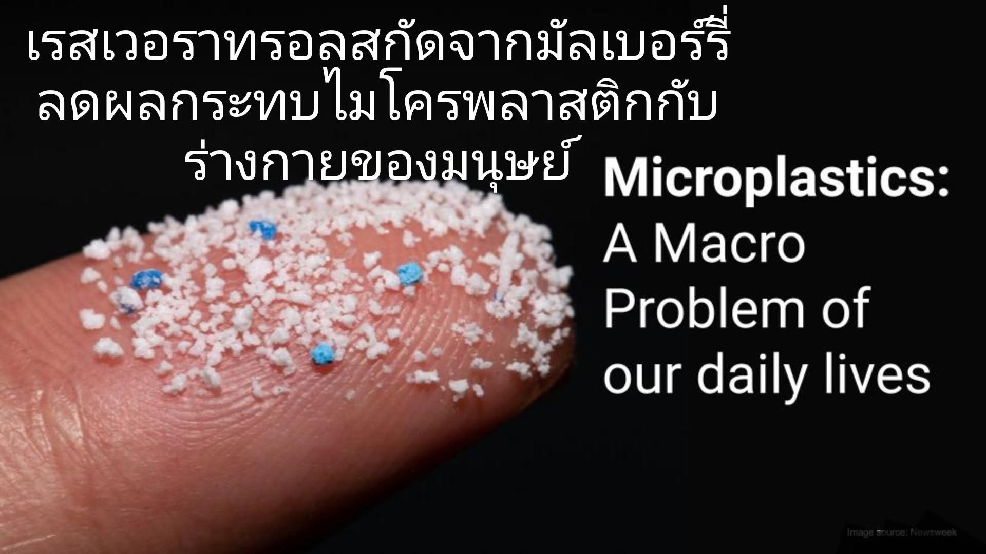 เรสเวอราทรอล (Resveratrol) จาก มัลเบอร์รี่ ไม่ได้ “กำจัด” ไมโครพลาสติก แต่มีงานวิจัยจำนวนมากที่ชี้ว่า ช่วยลดผลกระทบด้...