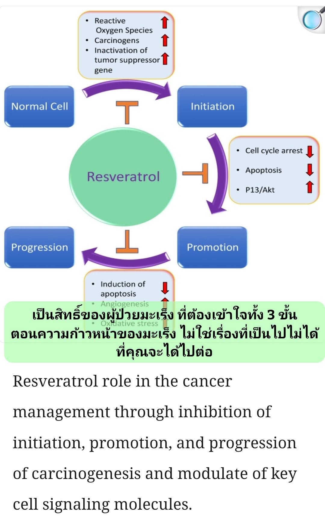 อธิบายภาพนี้จากบทความ Potential Therapeutic Targets of Resveratrol, a Plant Polyphenol, and Its Role in the Therapy o...