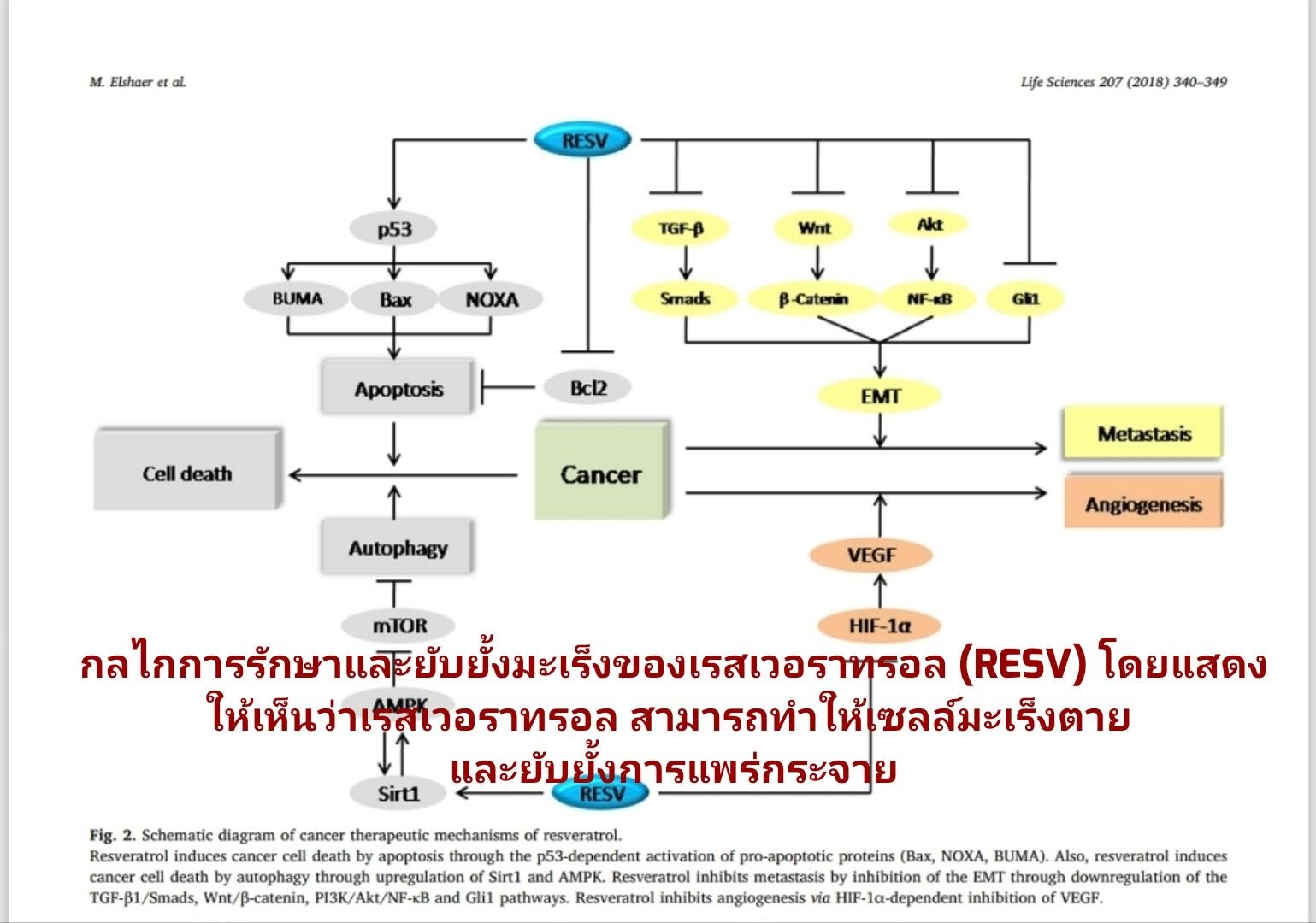 ภาพนี้เป็น กลไกการรักษาและยับยั้งมะเร็งของเรสเวอราทรอล Resveratrol (RESV) โดยแสดงให้เห็นว่าเรสเวอราทรอล สามารถทำให้เซ...