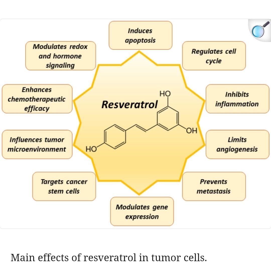 ภาพนี้อธิบาย “ผลของเรสเวอราทรอล (Resveratrol) ต่อเซลล์มะเร็ง” คือสารนี้มีคุณสมบัติหลายด้านที่ช่วยยับยั้งการเจริญเติบโ...