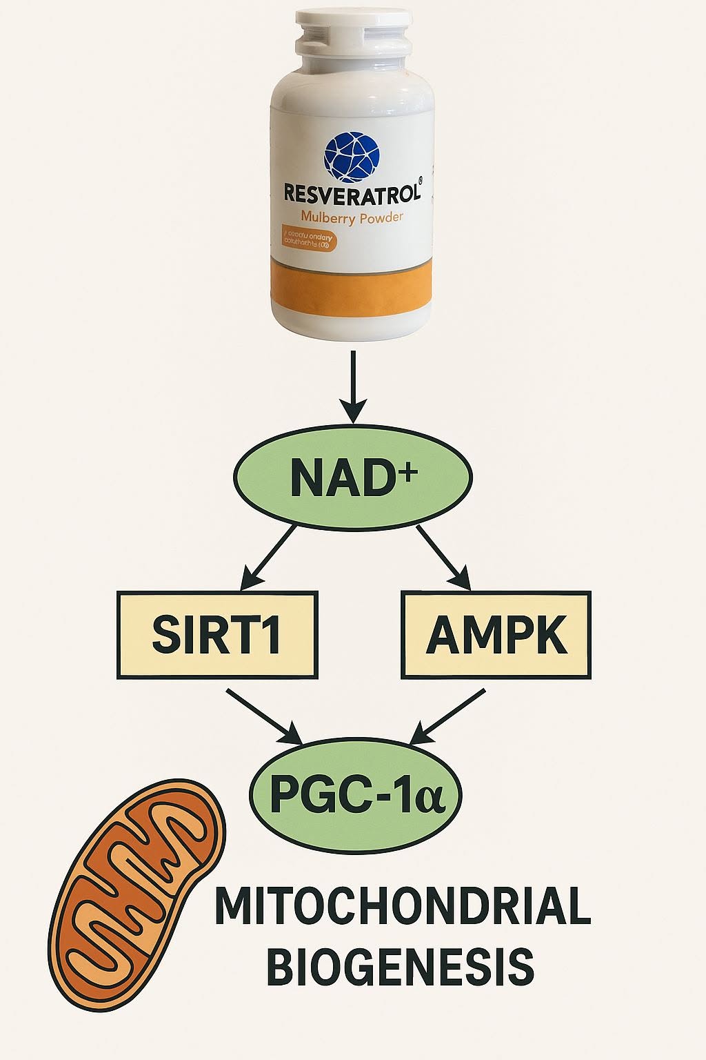 เรสเวอราทรอล (Resveratrol) ซึ่งสกัดได้จากมัลเบอร์รี่ (Mulberry) มีบทบาทสำคัญในการส่งเสริมสุขภาพระดับเซลล์ โดยเฉพาะอย่...