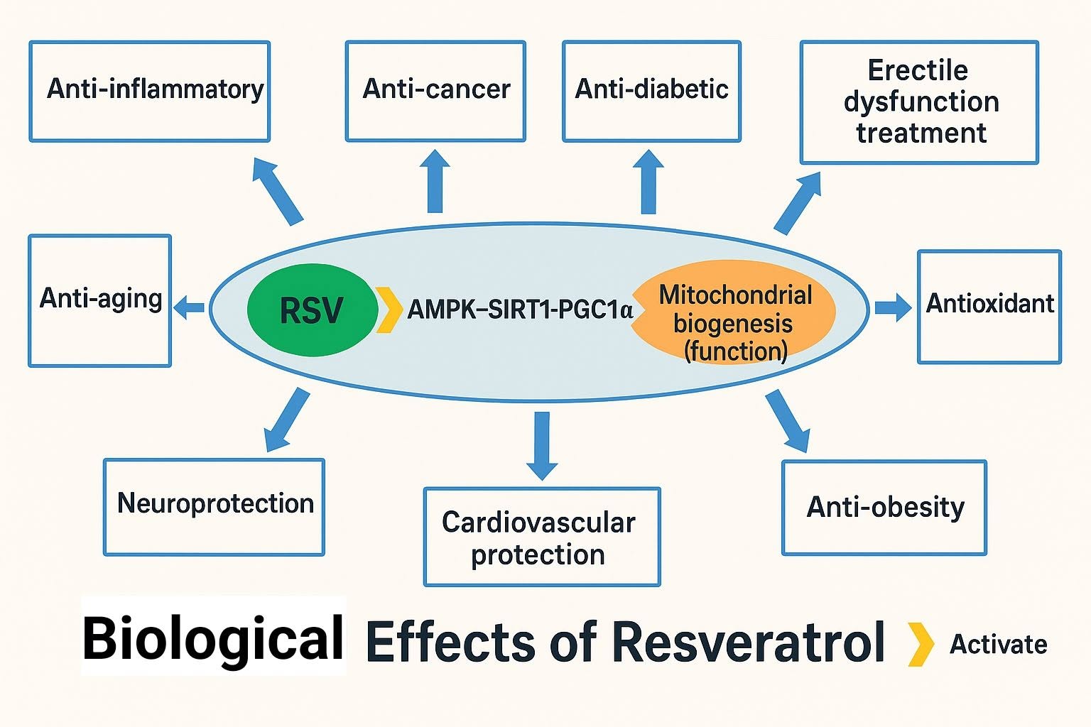 ภาพนี้แสดงถึงกลไกการออกฤทธิ์ของ Resveratrol (RSV) และผลทางชีวภาพที่เกิดขึ้นในร่างกาย โดยสามารถอธิบายเชิงชีววิทยาได้ดั...