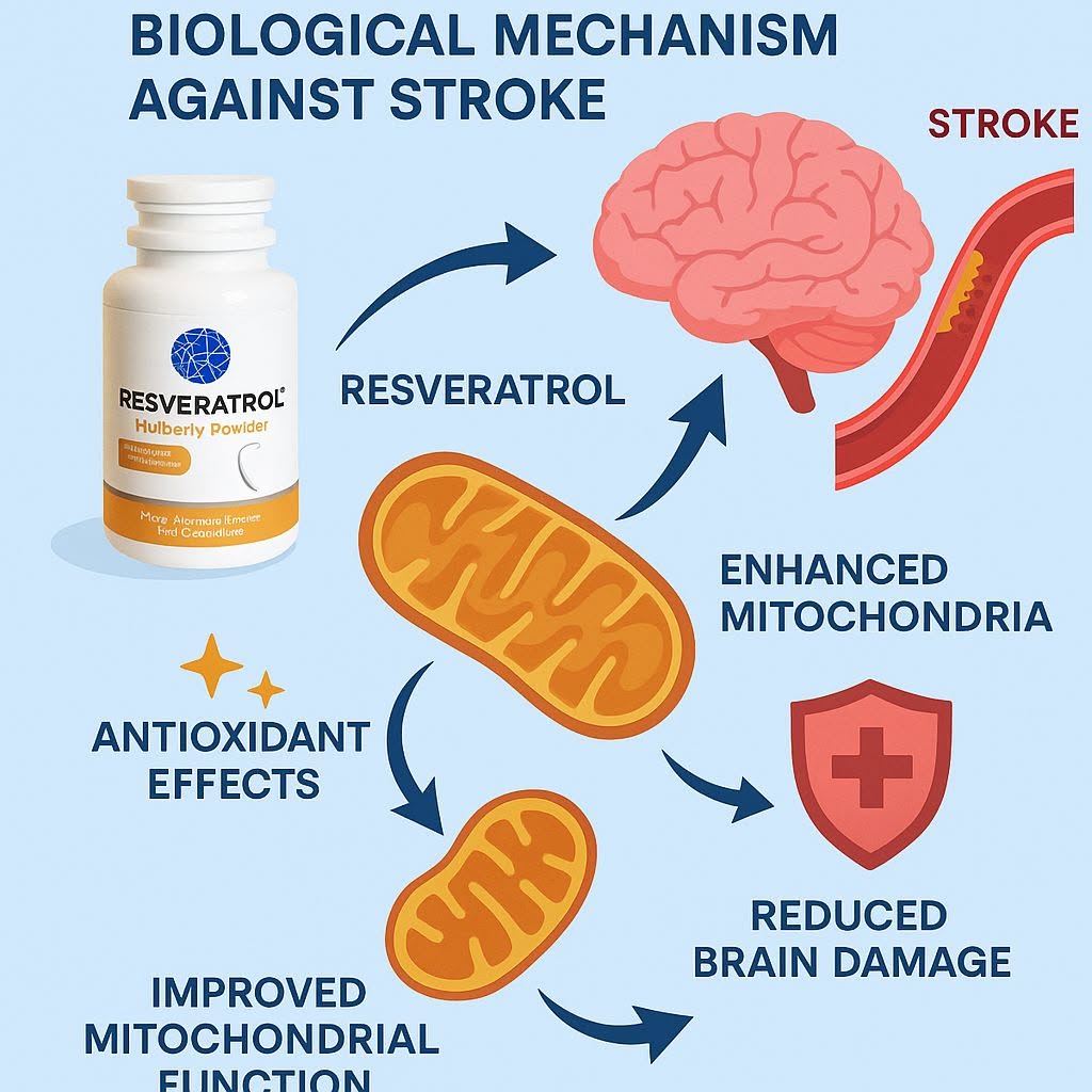 การป้องกันและรักษาโรคหลอดเลือดสมอง (stroke) ด้วยการเสริมสร้างไมโตคอนเดรียจาก เรสเวอราทรอล (resveratrol) ซึ่งสกัดจากมั...