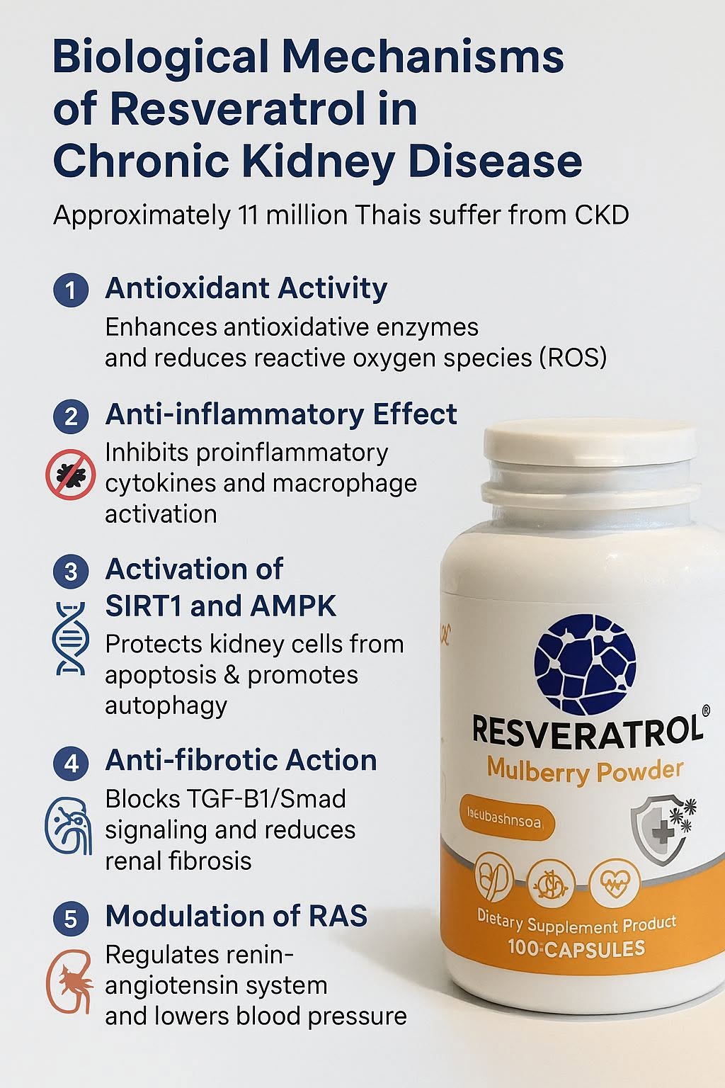 เรสเวอราทรอล (Resveratrol) สกัดได้จากผลมัลเบอร์รี่ เป็นสารโพลีฟีนอลธรรมชาติที่มีฤทธิ์ทางเภสัชวิทยาหลายด้าน โดยเฉพาะบท...