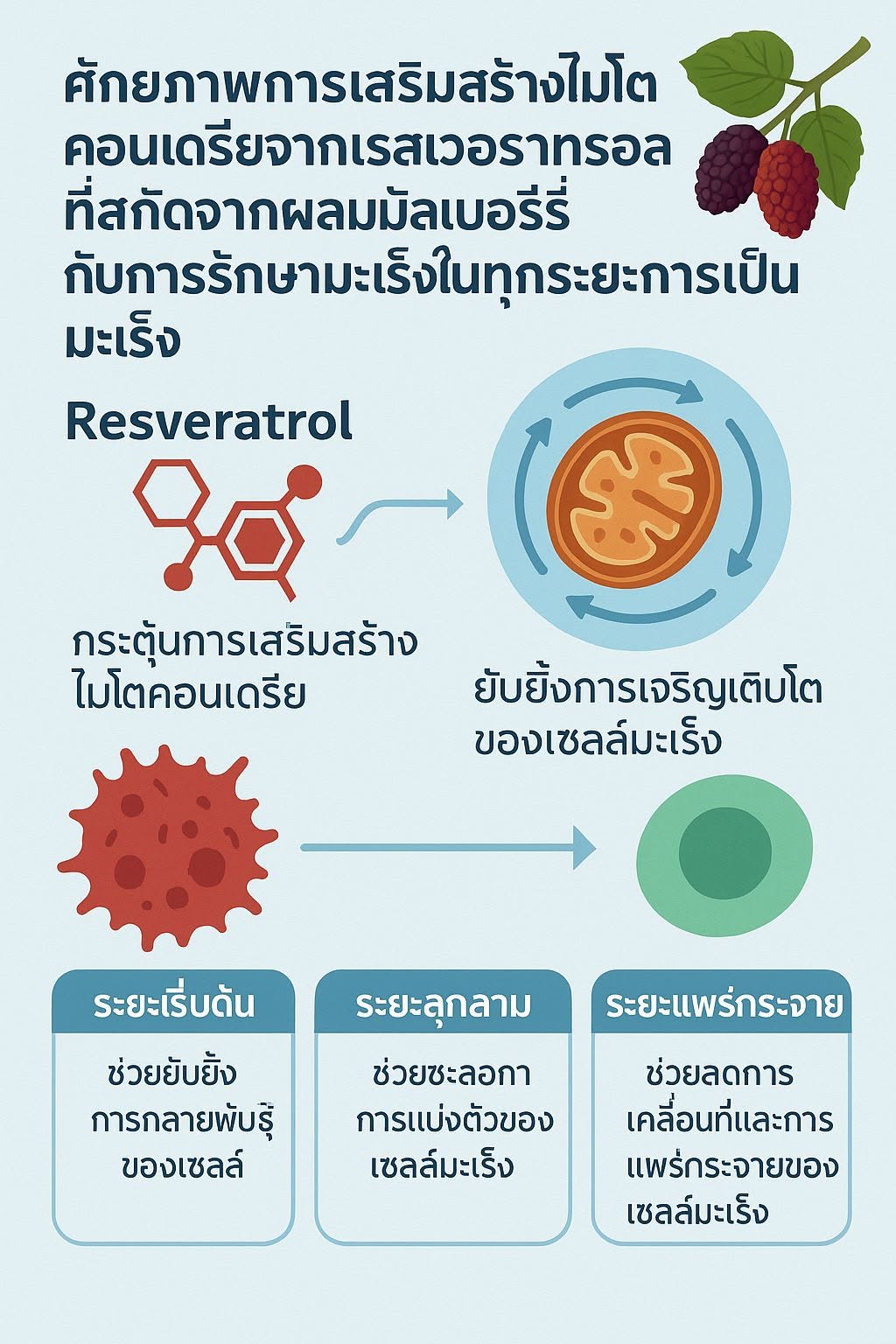 อธิบายว่าการเสริมสร้างไมโตคอนเดรีย(mitochondria biogenesis) จากเรสเวอราทรอลที่สกัดจากผลมัลเบอร์รี่ มีศักยภาพกับการรัก...