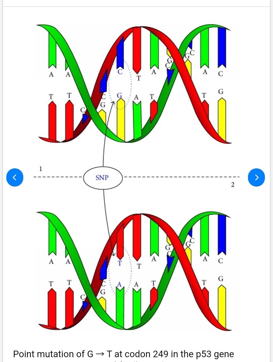 อธิบายกลไกการกลายพันธุ์ของ DNA จากอะฟลาทอกซินบี 1 ที่ทำให้เกิดโรคมะเร็ง
