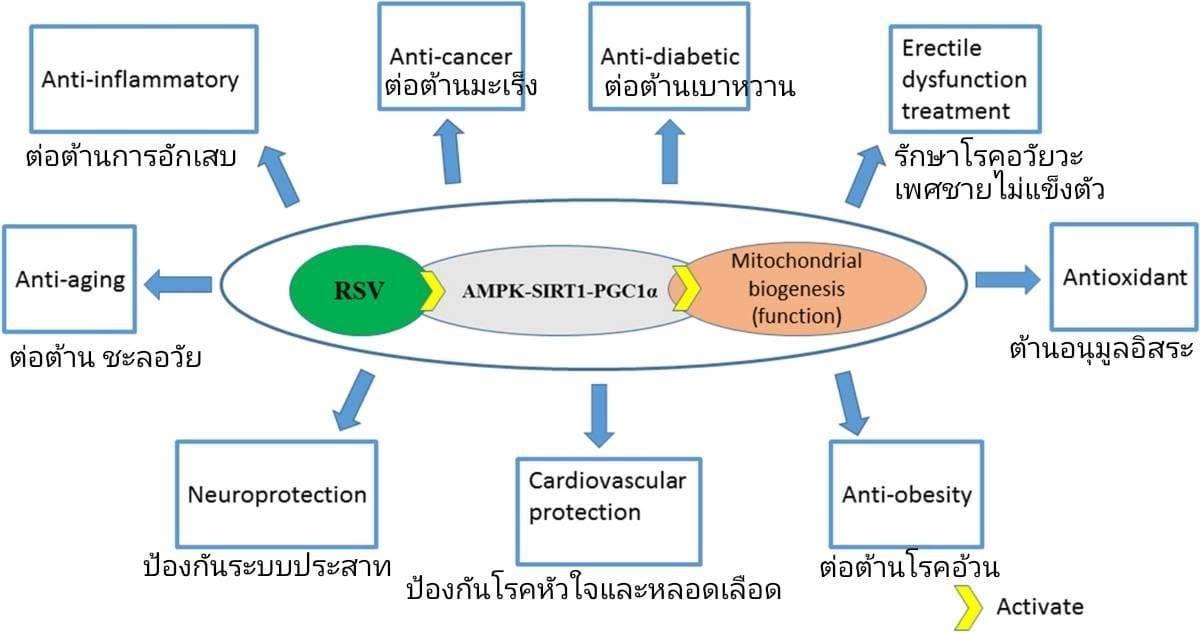 Effects of resveratrol on mitochondrial biogenesis and physiological diseases