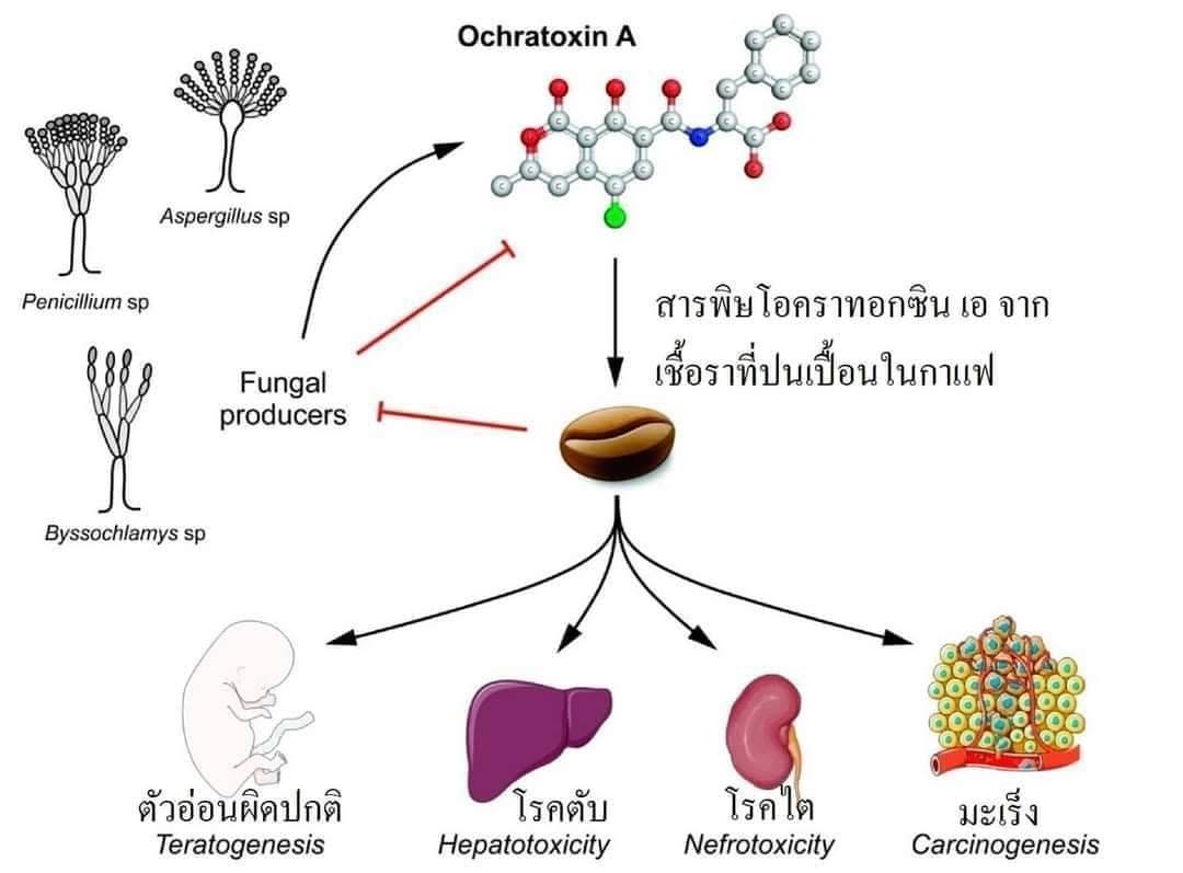 อธิบายกลไกการเกิดมะเร็งจากการปนเปื้อนของสารโอคราทอกซิน เอ ในกาแฟ