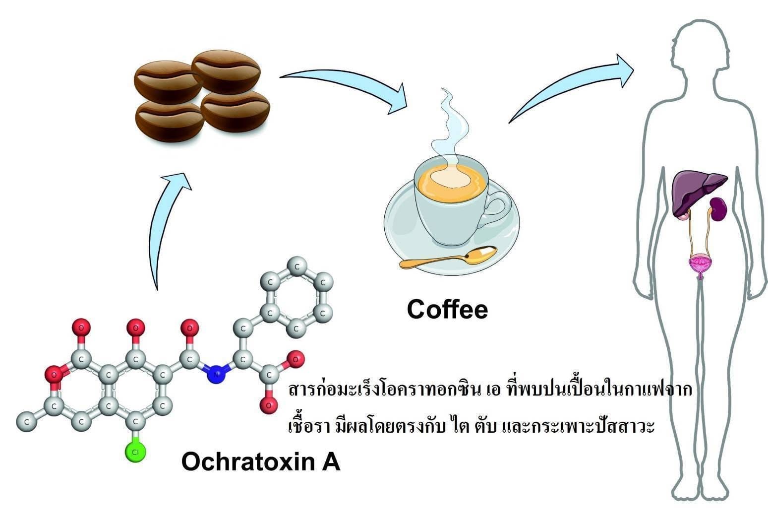 อธิบายประโยชน์ของสารเรสเวอราทรอลในการลดความเป็นพิษจากการปนเปื้อนของสารก่อมะเร็งโอคราทอกซิน เอในกาแฟ