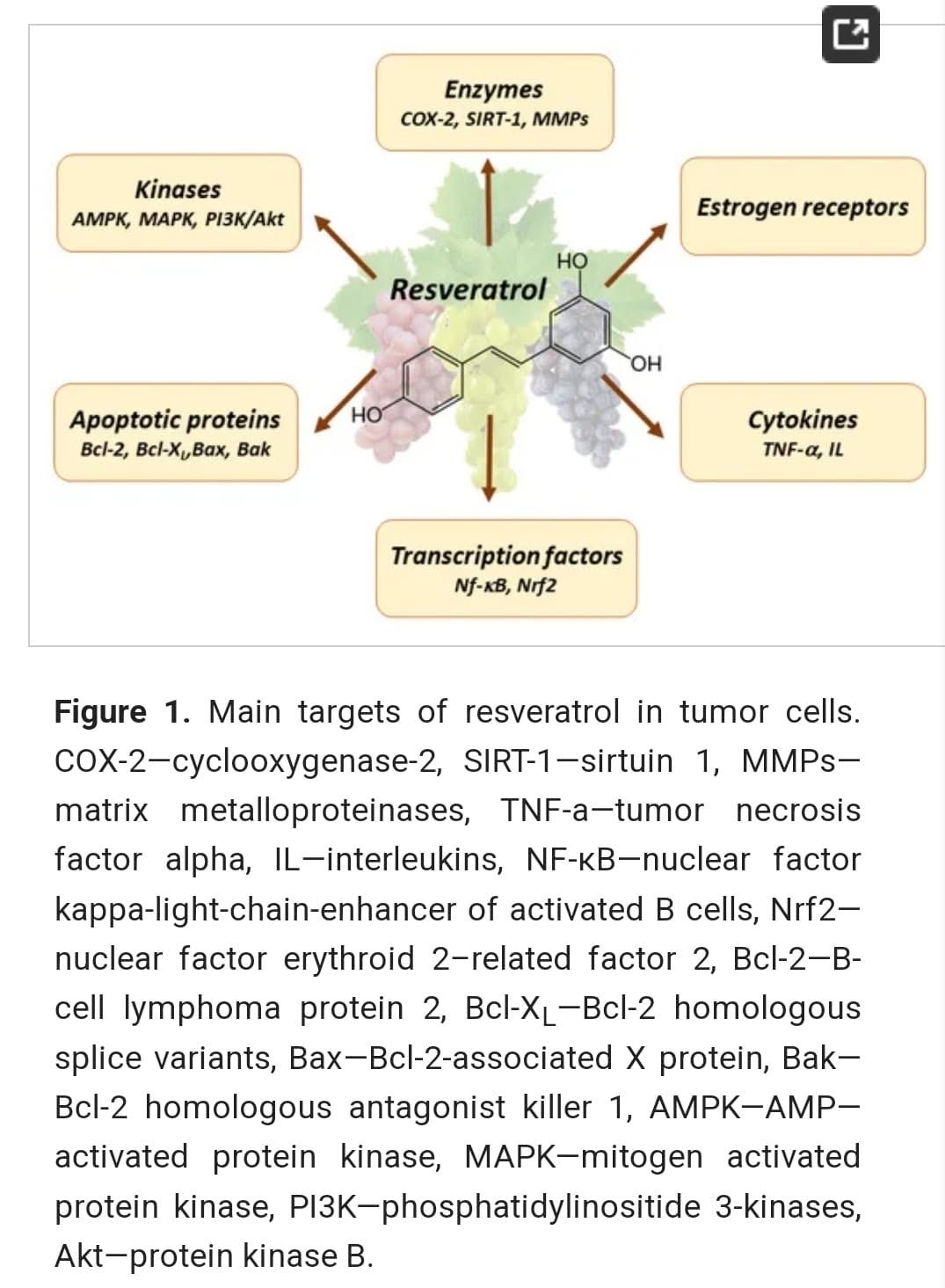 รูปที่ 1 เป้าหมายหลักของสารเรสเวอราทรอลในการต่อต้านเซลล์มะเร็ง COX-2—cyclooxygenase-2, SIRT-1—sirtuin 1, MMPs—matrix ...