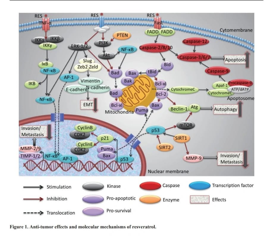 ถ้าเข้าใจ diagram นี้ รับรองคุณจะไม่เป็นมะเร็ง (คนที่เป็นมะเร็งแล้ว แนะนำควรจะใส่ใจเป็นความรู้นอกจากการรักษาตามมาตรฐา...