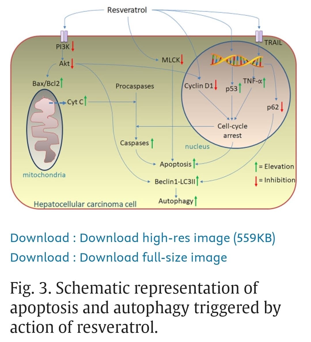การแสดงแผนผังของการตายของเซลล์มะเร็งตับ(apoptosis) และการกลืนกินอัตโนมัติ(autophagy) เซลล์มะเร็งตับ ที่เกิดจากการกระท...